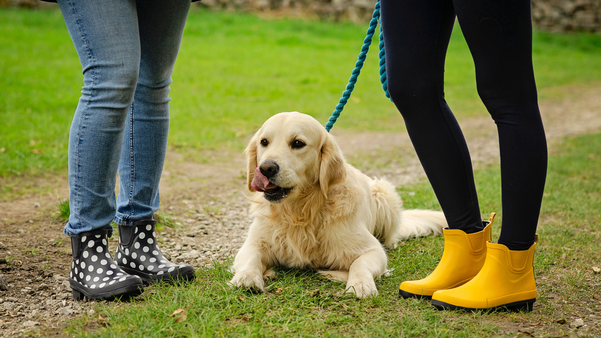 golden retriever rain boots